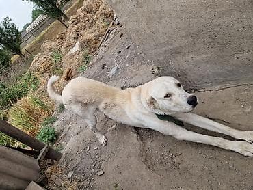 Чистокровный кавказиц мальчик один год и семь месяцев привезёт из
