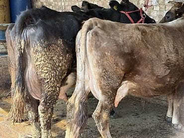 швиц карова: Продаю | Корова (самка) | Для молока | Привязанные — 5