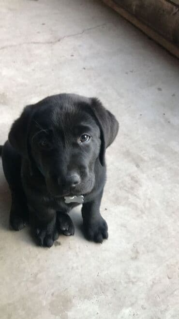 купить собаку джек рассел терьер: Лабрадор-ретривер, 2 месяца, Самец, С прививкой, С родословной — 7