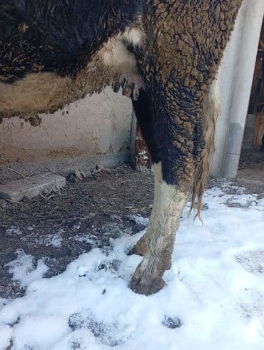 доеные каровы: Продаю | Корова (самка) | Для молока | Привязанные — 3