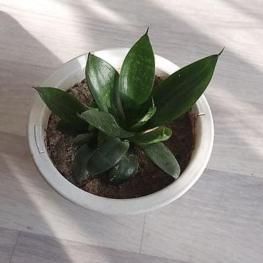 Үй жана бакча: Продаются комнатные цветы Сенсевиерия, дешево Цветок неприхотливый — 2