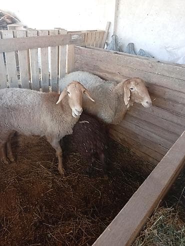 продаю животных: Продаю | Овца (самка) | Для разведения | Матка — 4