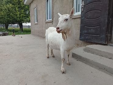 козлу кой: Продаю | Коза (самка) | Для разведения — 2