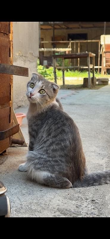 кошка шотландская: Скотиш Фолд (Шотландская вислоухая), 8 месяцев, Мальчик, Серый, Приучена к лотку, Проглистована, С прививками — 1