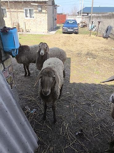 кошка малинкый: Продаю | Овца (самка) | Полукровка | Для разведения | Матка, Ярка — 1