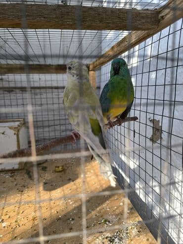 Срочно продаю попугай певчий пара рабочая примерно 2 года без клетки