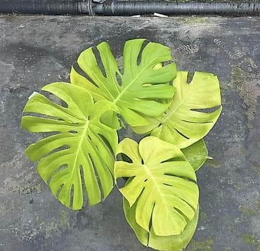 Монстера декоративная (разные редкие формы) 1. Монстера «лайм» редкая