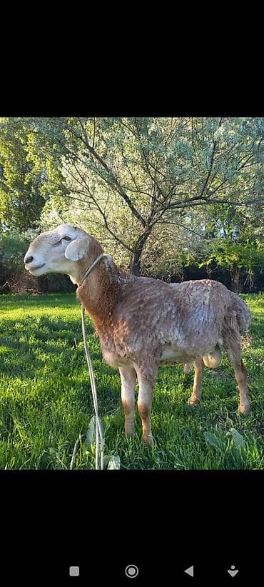 Продаю | Баран (самец) | Для разведения