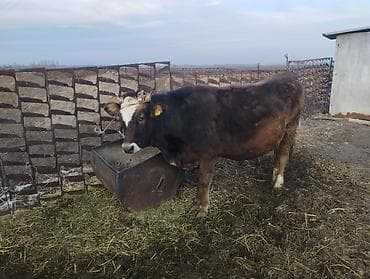 сх животные и товары: Продаю | Корова (самка) | Полукровка | Для разведения | Искусственник — 4