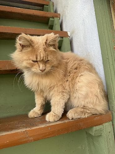 кошки на обувь: Пушистый кремовый кот с длинной шерстью и пышным хвостом. Окрас теплый — 4