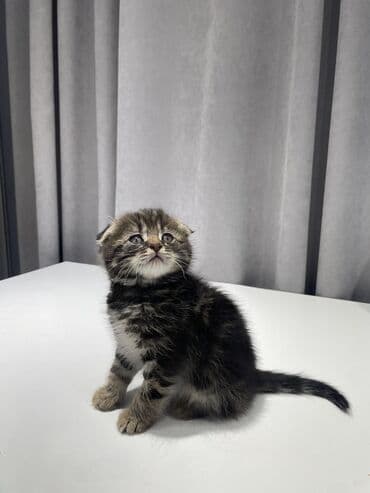 сколько стоит домик для кошки: Скотиш Фолд (Шотландская вислоухая), 1 месяц, Мальчик, Приучена к лотку — 3