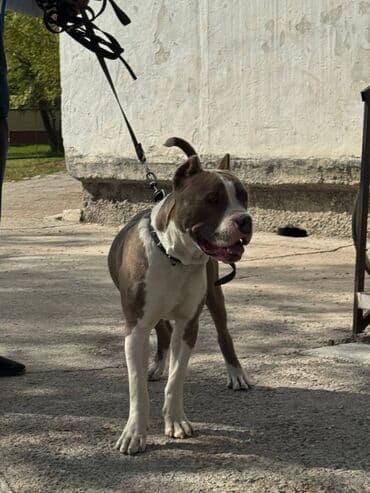 собаки той терьер: Ит бекер берилет: Питбуль, 10 айлык, Эркек, Эмделген — 2