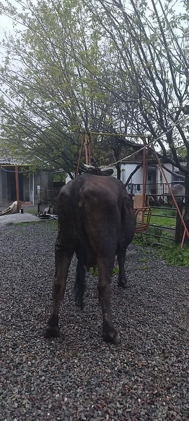 кекилик бишкек: Сатам | Уй (ургаачы) | Көбөйтүү үчүн | Байланган — 5