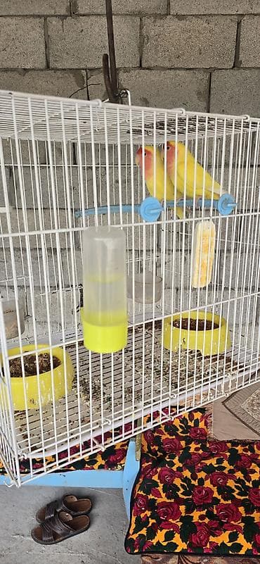 попугай: Пара неразлучников (Agapornis) жёлтого окраса с розово-красной маской — 4