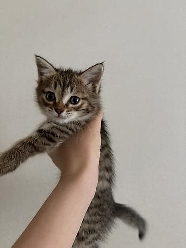 кел кел: Котята подкидыши 
Приручены к лотку — 2