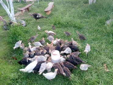 собака доберман сколько стоит: Продаю | Индюшата | На забой | Племенные — 4