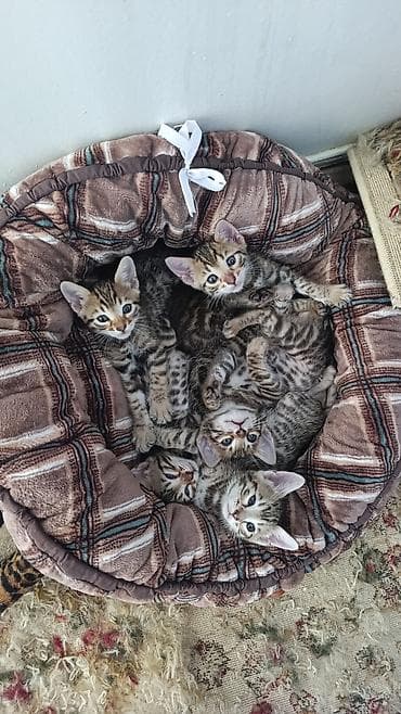 акти: Бенгальская, 1 месяц, Мальчик, Приучена к лотку — 8