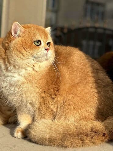 отдам породистого котенка: Британская короткошёрстная, 10 месяцев, Мальчик, Золотая шиншилла — 4