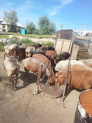отдам голубей: Продаю | Овца (самка) | Для разведения | Матка — 3