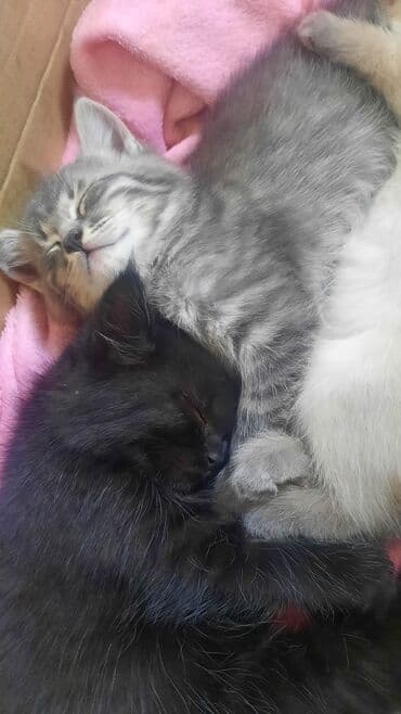 новорожденные котята: Котята домашние, пушистые, разного окраса. - Окрас: бело-кремовый — 3