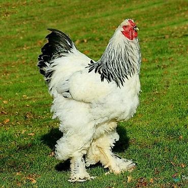 Куры, петухи: Продаю | Петух | Брама | Для разведения — 1