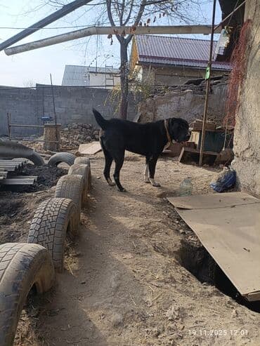 немецкая овчарка талас: Готовятся к продаже щенки алабая.родились 1 ноября.мальчики и — 10