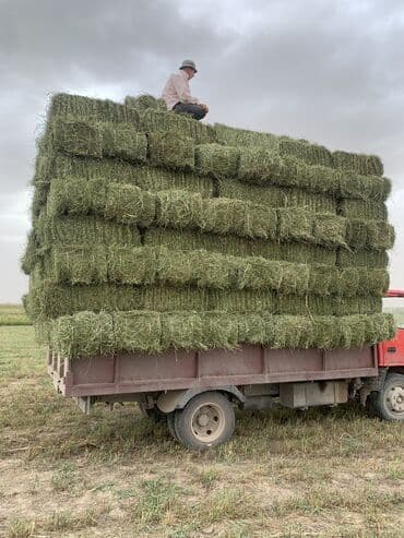 молочные корова: Сено тюки чоп 
- Размер тюка: (приблизительно 35–45×45–55×80–100 см) — 2