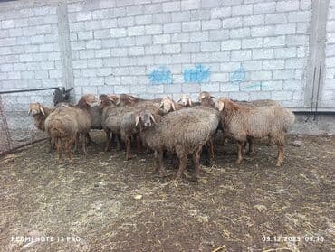 Грызуны: Продаю | Овца (самка) | Для разведения | Племенные — 3