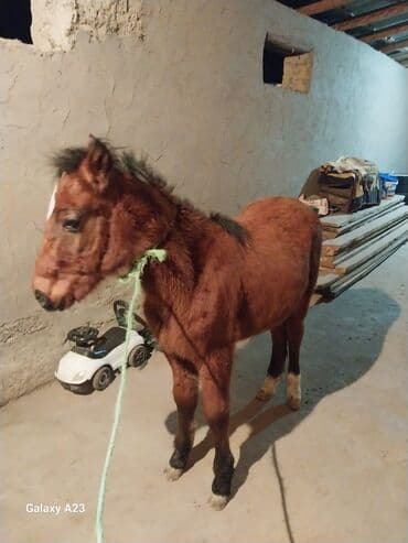 домик для животных: Продаю | Жеребенок | Рабочий — 3