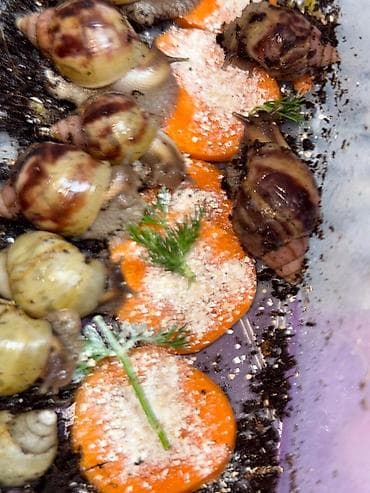 улитки аквариумные: Улитки ахатин, всего за 100сом успейте купить!!! Описание: - — 1