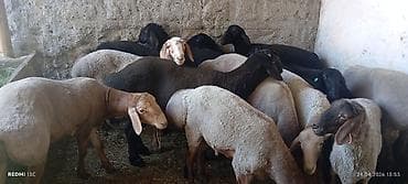 собаки бишкек: Продаю | Баран (самец) | Гиссарская, Полукровка, Арашан | Для разведения | Племенные — 4