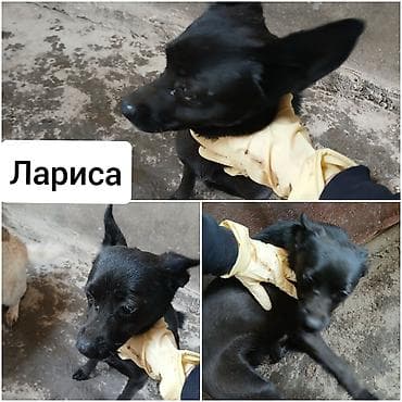 Ит бекер берем: Ищу новых хозяев для своих собак!БИШКЕК, район Рабочего Городка (ниже — 4