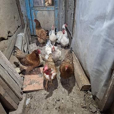 не пригодился: Продаю | Куры | Домашняя — 2