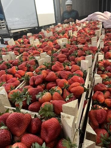 отун в мешках: Черешня Оптом — 2