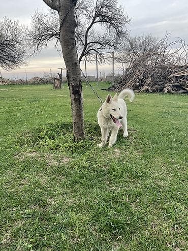 тайган рабочи: Лайка, 5 месяцев, Самец — 6