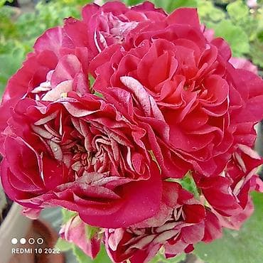 разведение: Пеларгонии (герань зональная) — сортовые кустики в горшках — 7