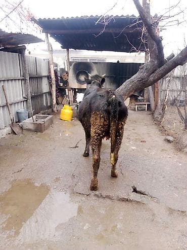 Кемирүүчүлөр: Сатам | Кунаажын | Көбөйтүү үчүн | Төл болгон жок — 3