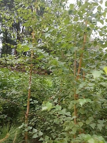 Уруктар жана көчөттөр: Көчөттөр Акылуу жеткирүү — 1