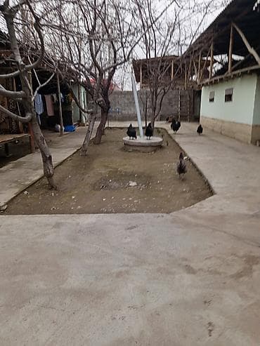 продаю новопавловка: СУРАНЧ ЖАКШЫЛАБ ОКУГУЛА. ГУЛИСТАН АИ́ЫЛЫ. ОРЕНТИР ИНТЫМАКТЫ — 7