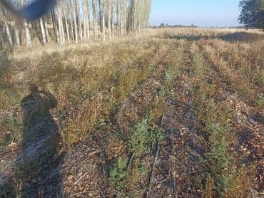 облепиха саженцы: Саженцы деревьев: Ели — 4