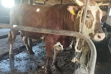 Продаю | Бык (самец) | Джерсейская, Алатауская, Швицкая | Для разведения | Привязанные