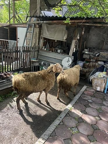 продаю крысу: Продаю | Баран (самец) | Полукровка | На забой | Племенные — 2