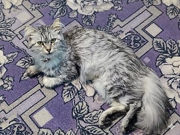 Кошки: Кошка даром: Скотиш Страйт (Шотландская прямоухая), 1 год, Девочка, Приучена к лотку — 4