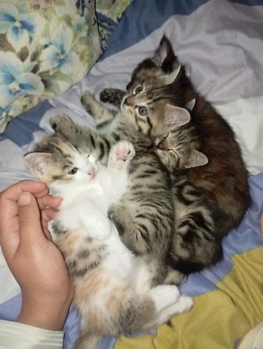 домашний кошка: Очаровательные домашние котята из одного помёта. - Окрас — 3
