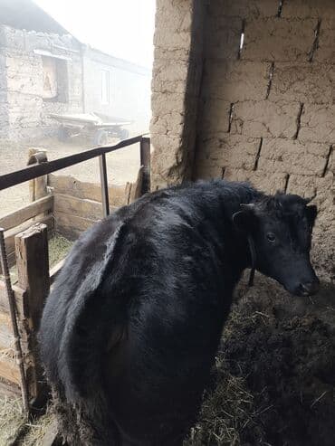 кролики гигант: Продаю | Бык (самец) | На откорм | Племенные — 4