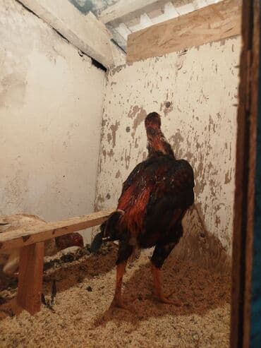 животные в добрые руки: Продоётся — 6