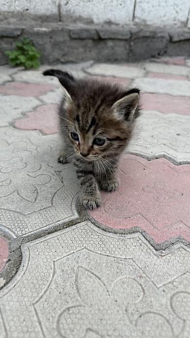 Кошки: Отдам даром! Котята,1,5 месяца. Беспородные - Один черно-белый — 4