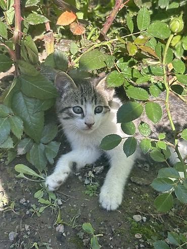 Отдам даром кошку: Котята мальчишки и одна девочка Отдадим в добрые руки ДОСТАВИМ по — 3