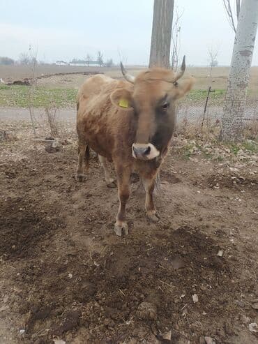 животные в добрые руки: Продаю | Корова (самка) | Для разведения | Привязанные — 2