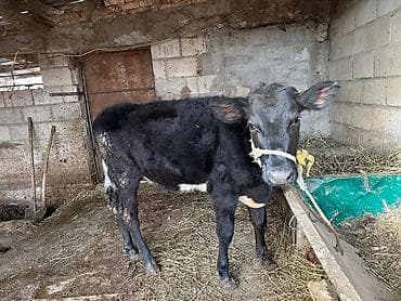 Продам с/х животных: Продаю | Тёлка | Симментальская | На забой, Для разведения, Для молока | Племенные, Не стельные, Искусственник — 9